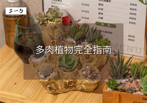 多肉人|2024年多肉植物完全指南：從挑選技巧到養護秘訣，一次掌握！